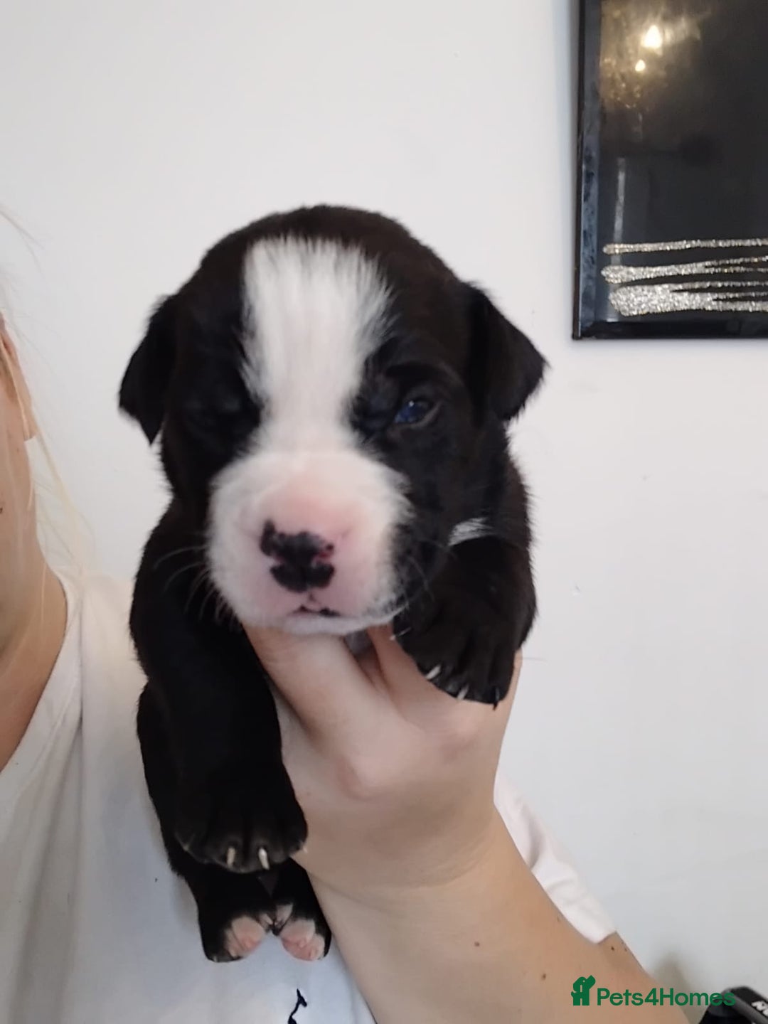 Mixed Breed dogs for sale: Beautiful mastiff cross pups - Image 16