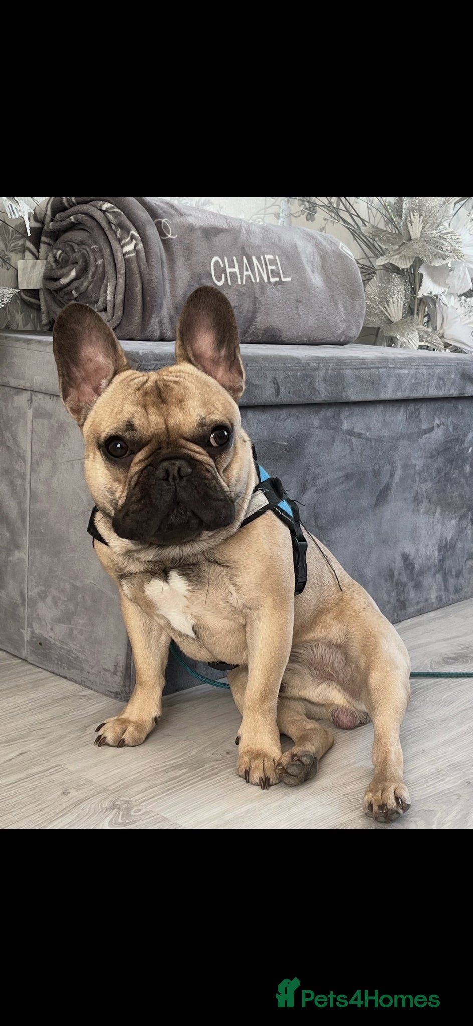 French Bulldog dogs French bulldog for re homing  - Advert 14