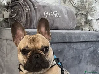 French Bulldog dogs French bulldog for re homing - Advert 14