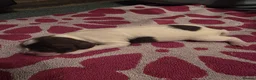 English Springer Spaniel dogs for sale: Beautiful Liver & White Springer Spaniel Puppies - Advert 13