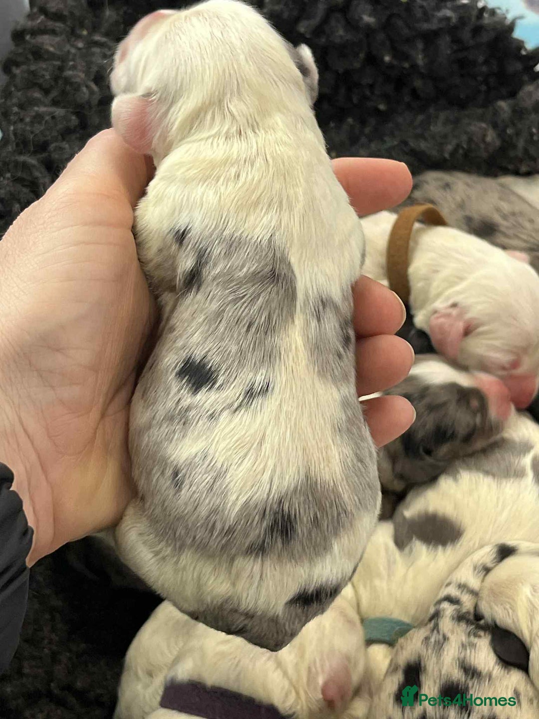 Sheepadoodle dogs for sale: unique midi sheepadoodle babies - Image 9