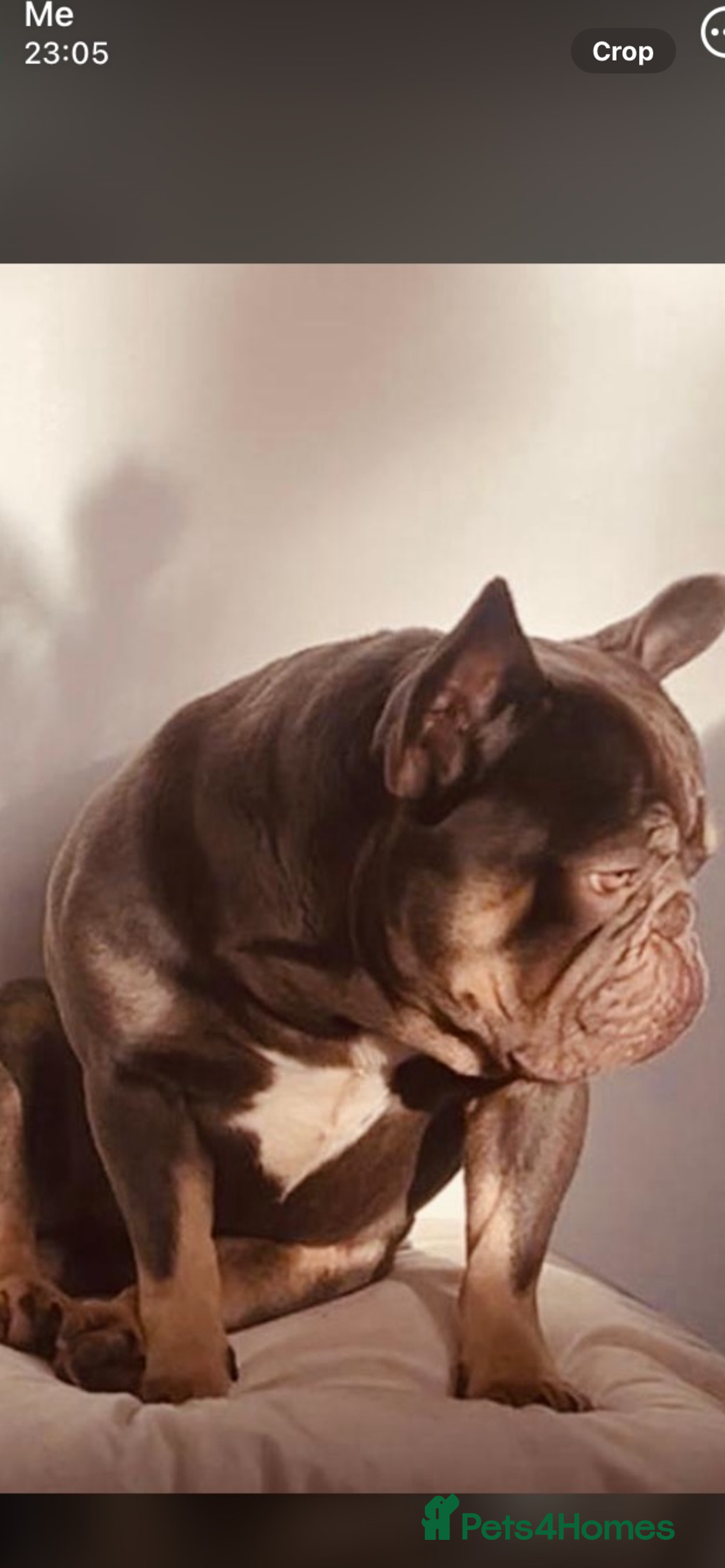 French Bulldog dogs for sale: Fluffy French bulldog newshade Isabella  - Advert 8