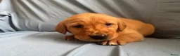 Goldador dogs for sale: READY! Fox Red Golden Retriever X Labrador pups 🧡 - Advert 13