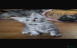 Maine Coon cats for sale: Full breed Mainecoon kittens ready 29th September  - Image 3