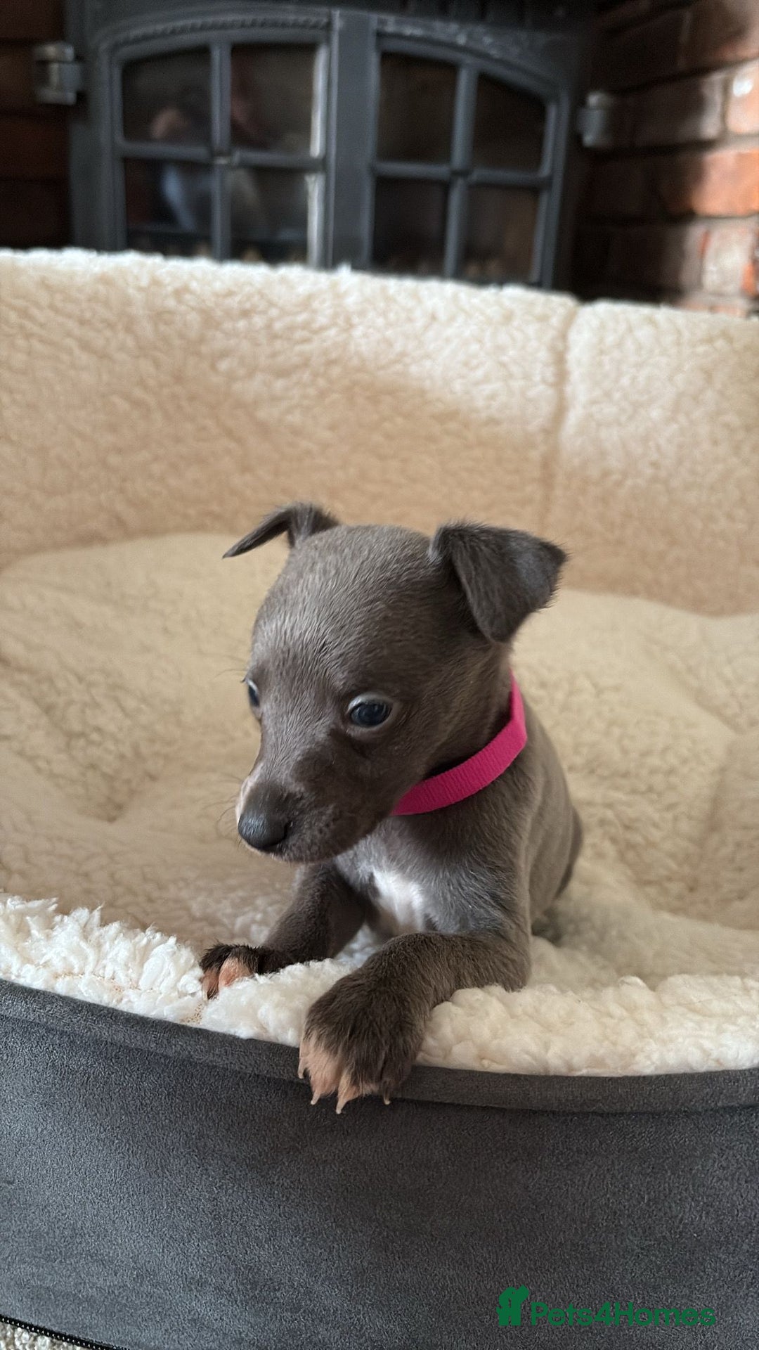 Whippet dogs for sale: KC registered BLUE whippet puppies 100% show type  - Advert 17