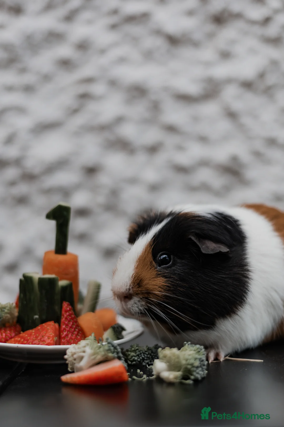 Guinea Pig rodents for sale: Beautiful pair of boys for sale in Derby - Advert 2