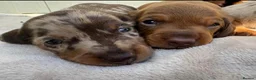 Miniature Dachshund dogs for sale: Stunning  miniature dachshunds boys x3 - Advert 22