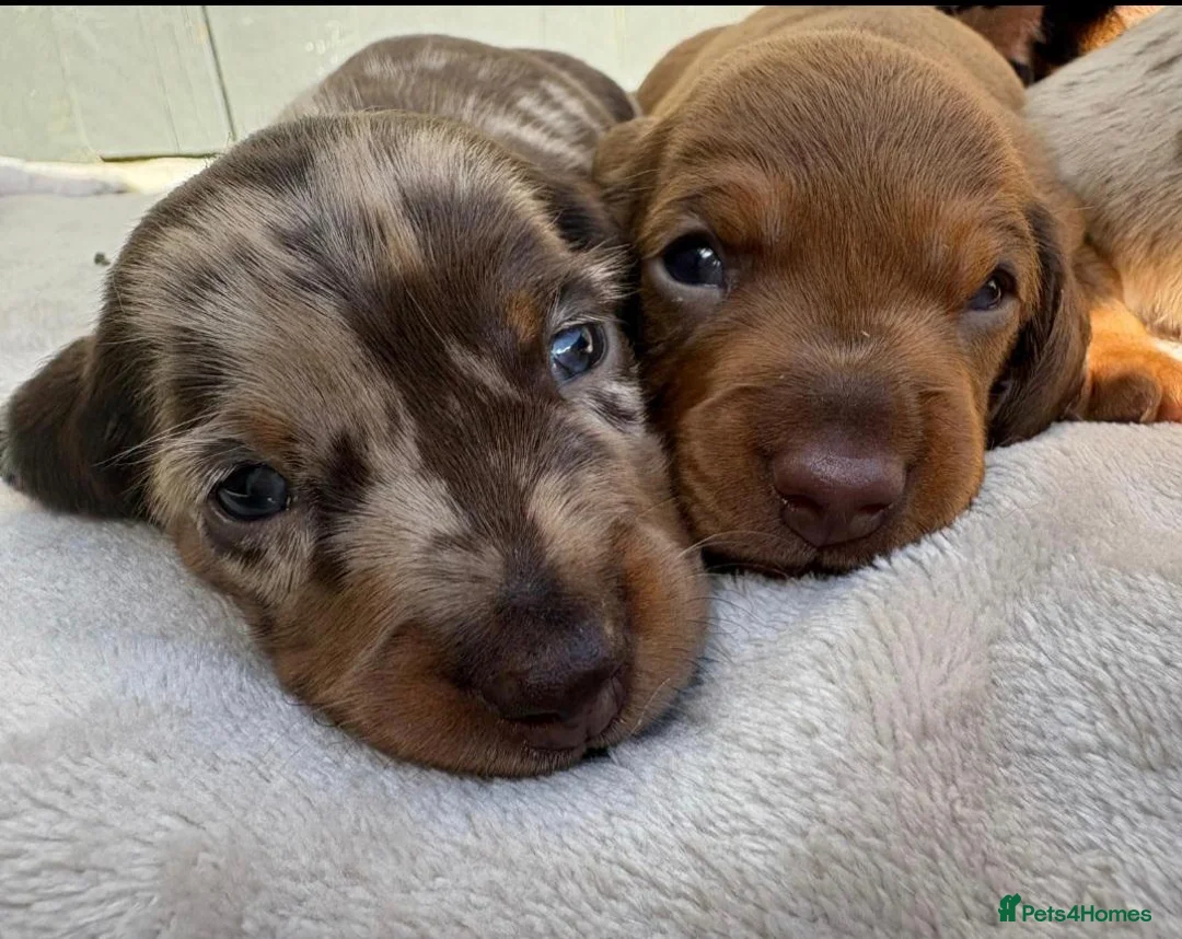 Miniature Dachshund dogs for sale: Stunning  miniature dachshunds boys x3 - Advert 22