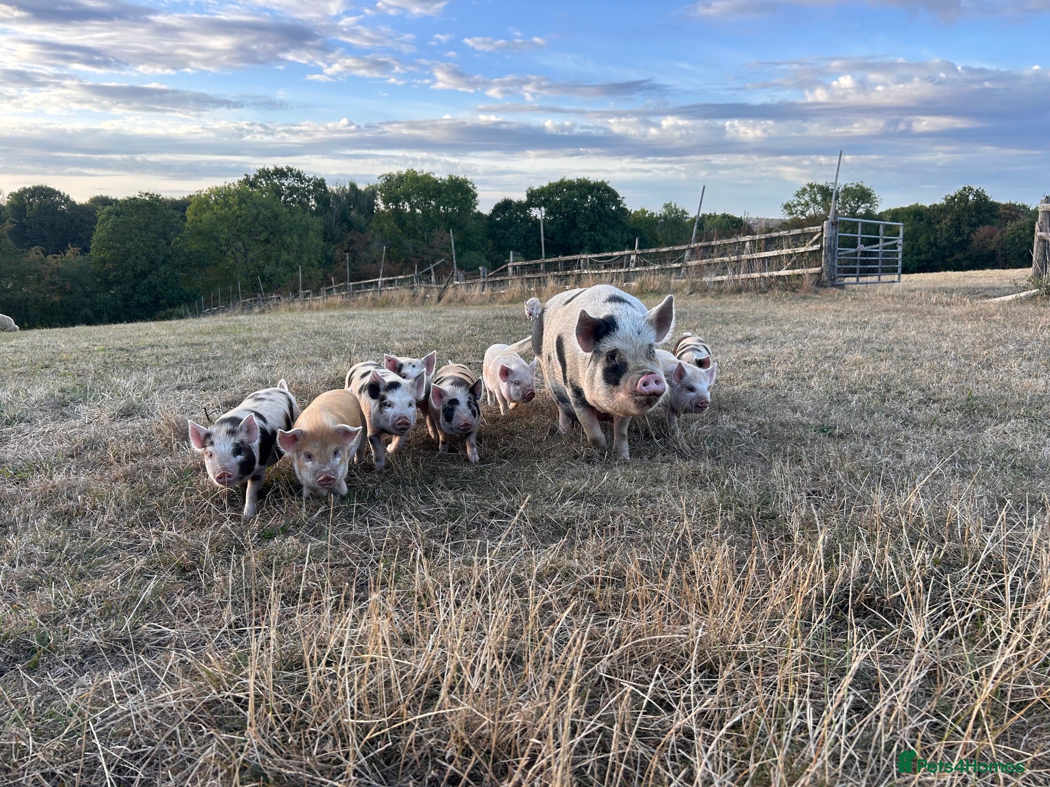 Pig livestock Gorgeous friendly mini pigs  - Advert 3