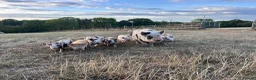 Pig livestock for sale: Gorgeous friendly mini pigs  - Advert 1