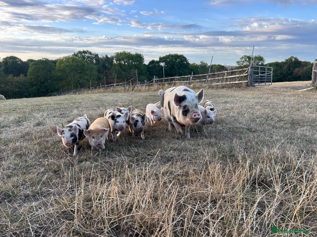 Pig livestock for sale: Gorgeous friendly mini pigs  - Advert 1