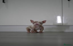 American Bully dogs for sale: Mirco bully- perfect and ready to go.  - Advert 13