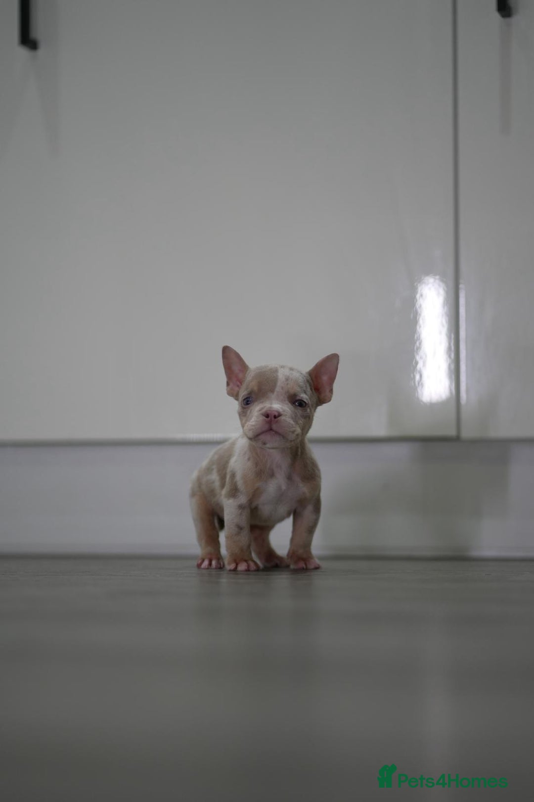 American Bully dogs for sale: Mirco bully- perfect and ready to go.  - Advert 13