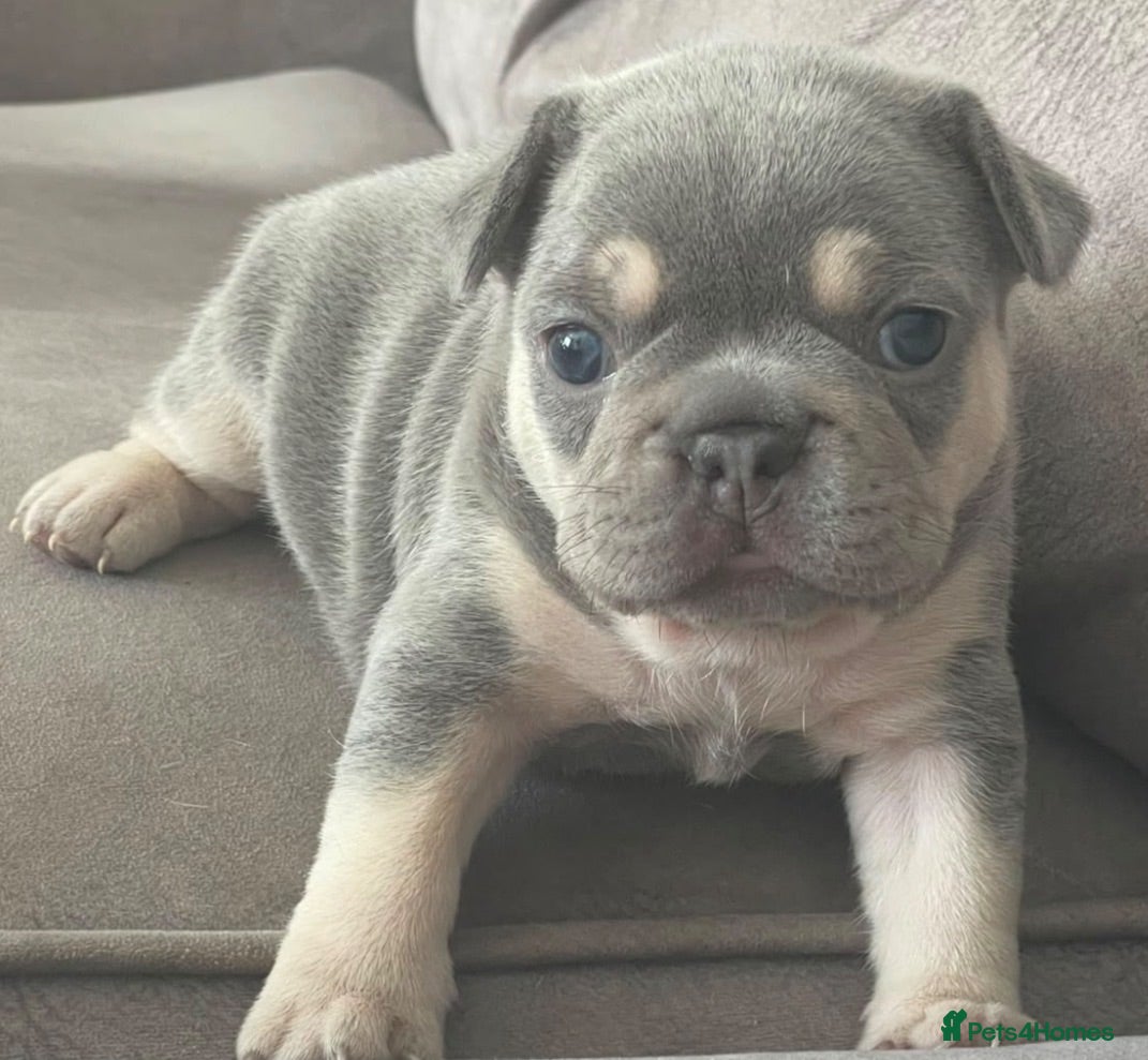 French Bulldog dogs Stunning litter of high quality French bulldogs  - Advert 4