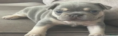 French Bulldog 4 (girl) 