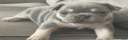French Bulldog dogs for sale: Stunning litter of high quality French bulldogs  - Advert 1