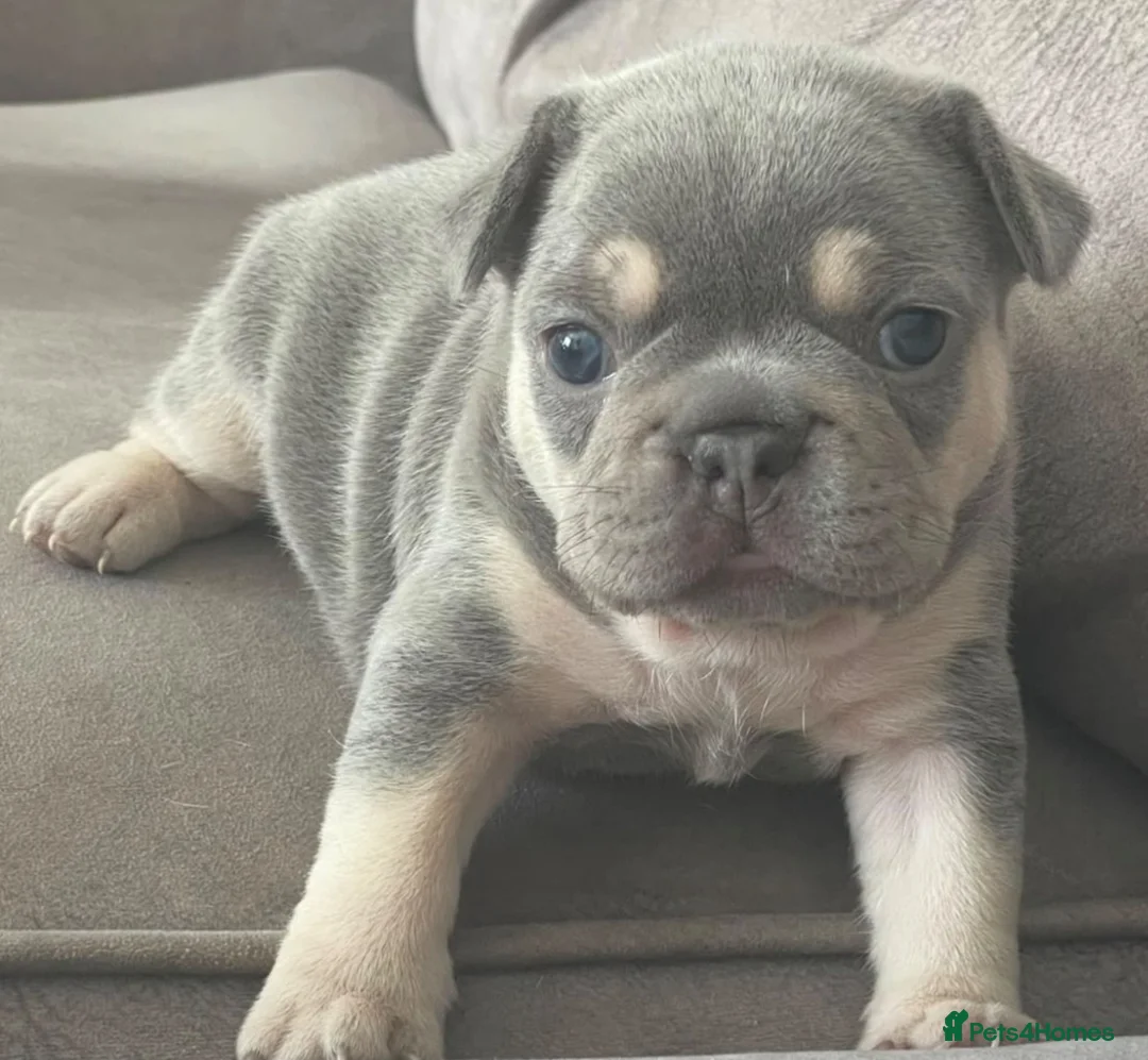French Bulldog dogs for sale: Stunning litter of high quality French bulldogs  - Advert 1