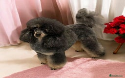 Mixed Breed dogs for sale: Stunning miniature poodle puppies  - Image 8