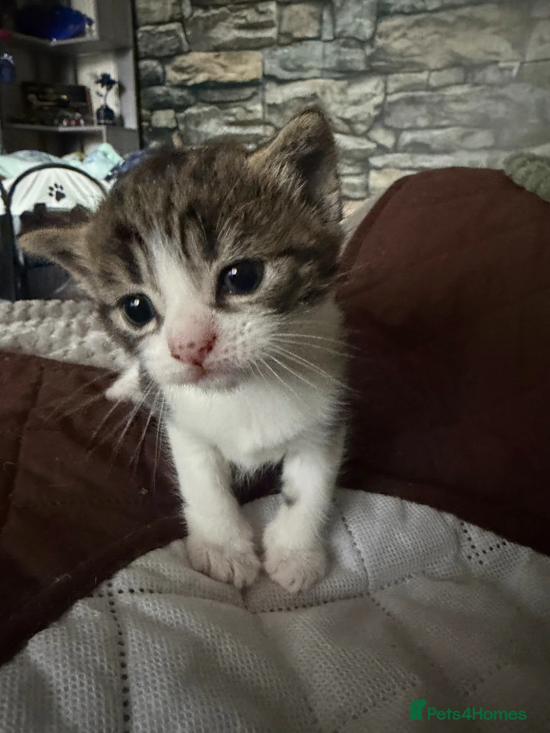 Mixed Breed cats for sale: 3 kittens - Advert 22