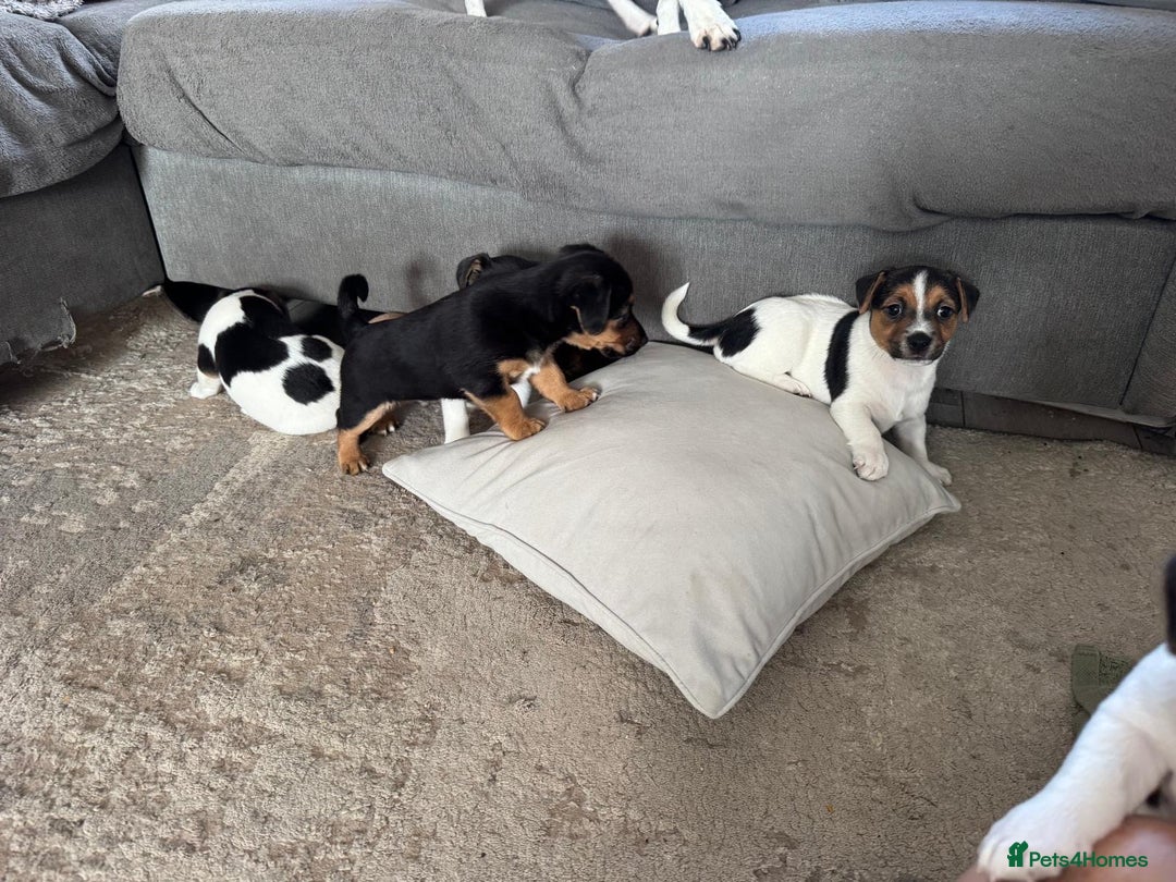 Jack Russell dogs for sale: Jack Russell litter of 7 - Advert 7