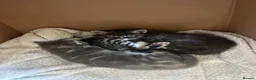 Mixed Breed cats for sale: 3 mixed breed kittens   in Brierley Hill - Advert 3