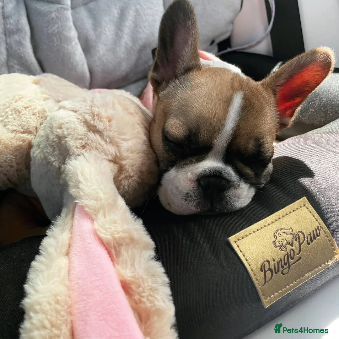 French Bulldog dogs for sale: Adorable and affectionate🥰 male French bulldog  - Advert 1