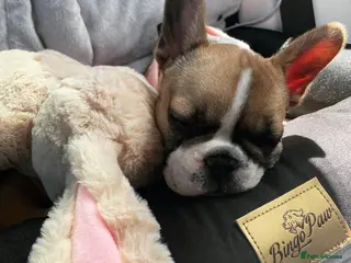 French Bulldog dogs Adorable and affectionate🥰 male French bulldog - Advert 1