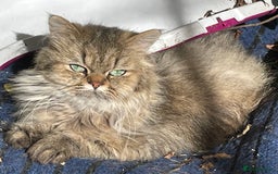 Persian cats for sale: Pure Golden Chinchillas available - Advert 6