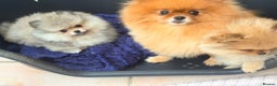 Pomeranian dogs for sale: Stunning Pom Boy Available - Advert 2