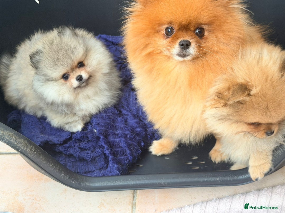 Pomeranian dogs for sale: Stunning Pom Boy Available - Advert 2
