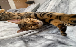 Bengal cats for sale: ⭐️TICA Triple Grand Champion⭐️ - Image 7