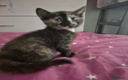 British Shorthair cats for sale: Four kitty's ready for new homes - Image 3