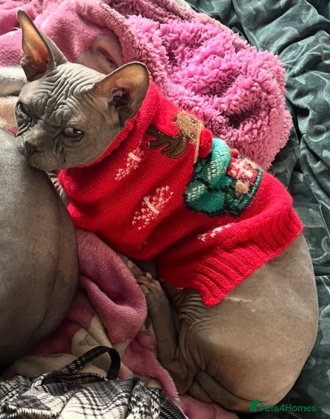 Sphynx cats for sale: Male Sphynx 4 year old  - Advert 1