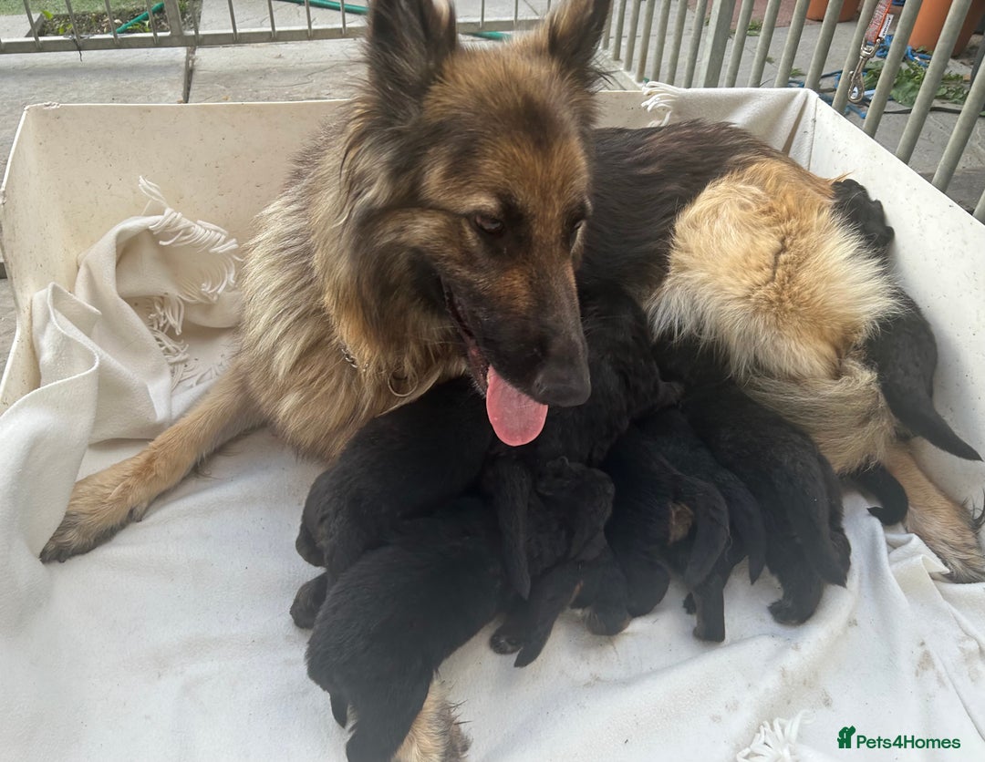 German Shepherd dogs for sale: 2 beautiful German shepherd puppies  - Image 6