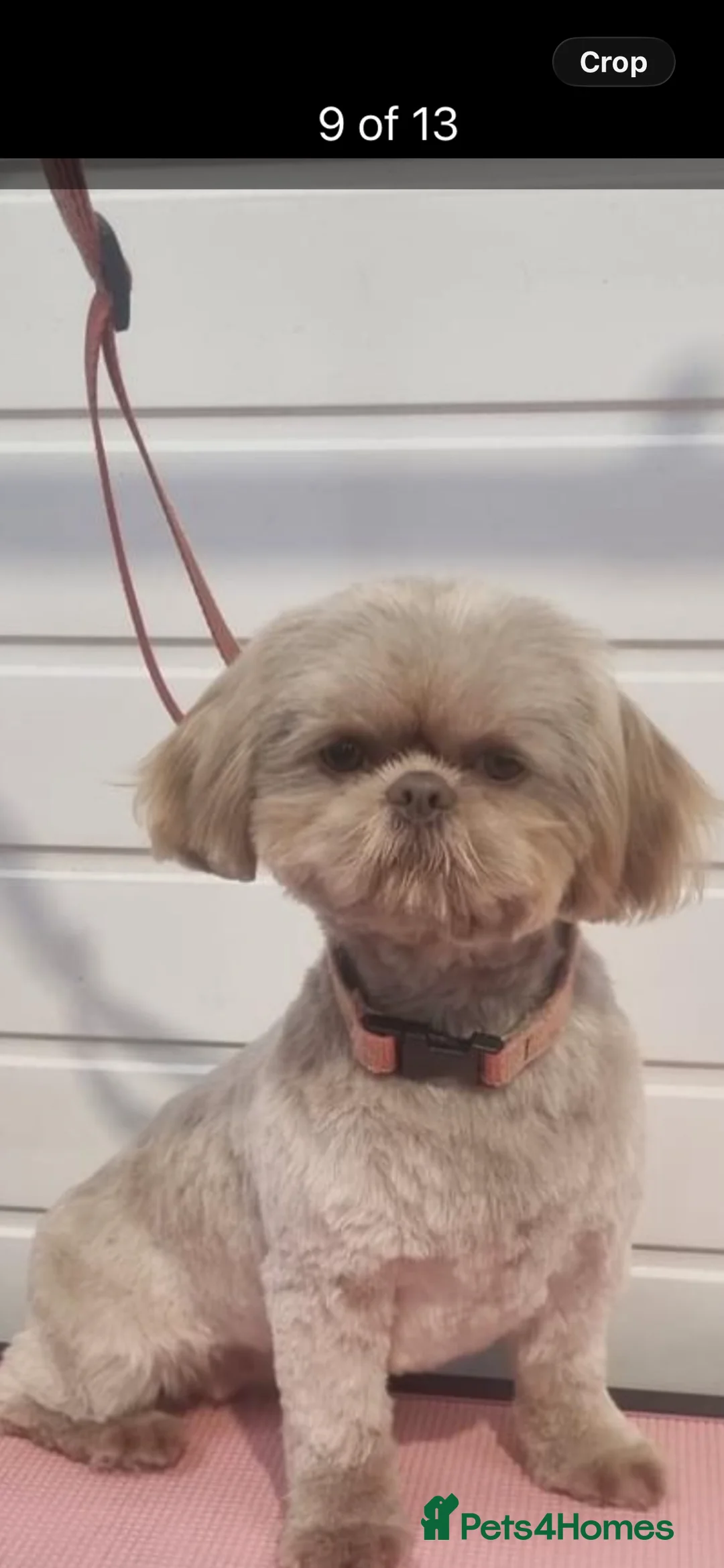 Shih Tzu dogs for sale: Adorable lavender & chocolate Shih Tzu puppies  - Advert 2