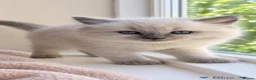 Ragdoll cats for sale: Beautiful Ragdoll Kittens – 4 Boys & 1 Girl 🩵🩷 in Aldershot - Advert 3