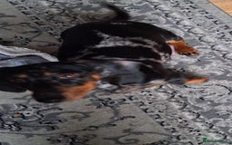 Dachshund dogs for sale: £350.00 - Advert 2