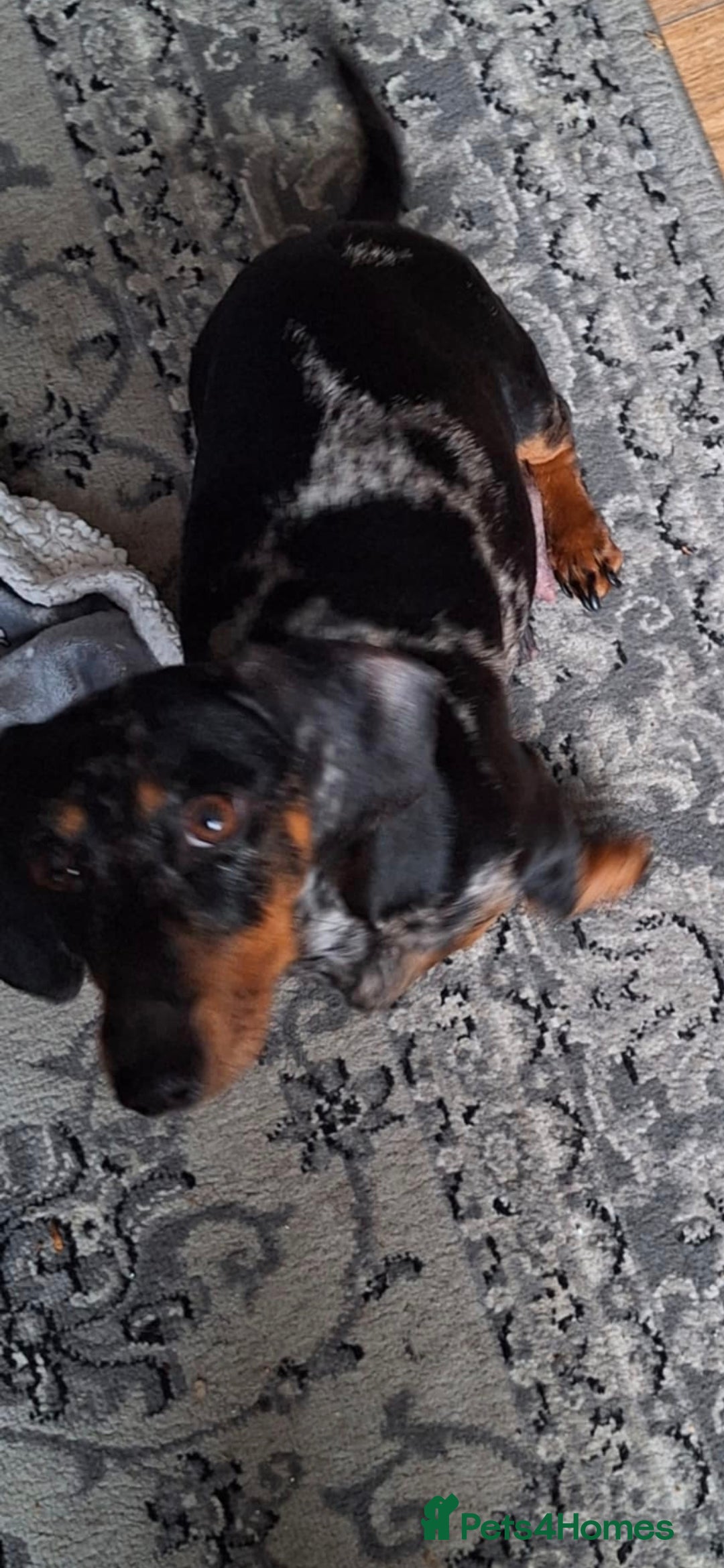 Dachshund dogs for sale: £350.00 - Advert 2