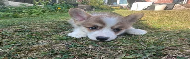 Gracie 