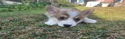 Welsh Corgi Pembroke dogs for sale: REDUCED — Fully Vaccinated Pembroke Welsh Corgi   - Advert 2