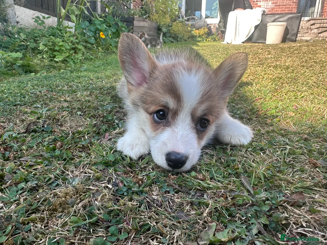 Welsh Corgi Pembroke dogs for sale: REDUCED — Fully Vaccinated Pembroke Welsh Corgi   - Advert 2