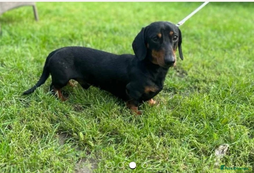 Miniature Dachshund dogs Beautiful miniature Dauchunds  - Advert 1