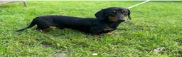 Miniature Dachshund dogs for sale: Beautiful miniature Dauchunds  - Advert 2