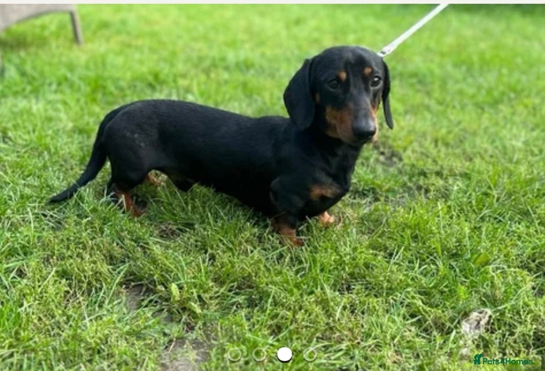 Miniature Dachshund dogs for sale: Beautiful miniature Dauchunds  - Advert 2