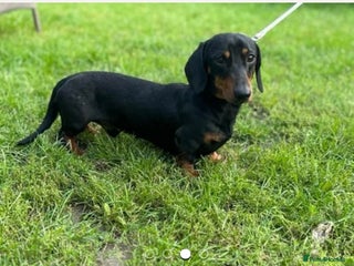 Miniature Dachshund dogs Beautiful miniature Dauchunds - Advert 1