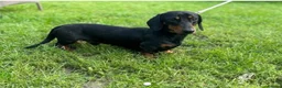 Miniature Dachshund dogs for sale: Beautiful miniature Dauchunds  - Advert 3