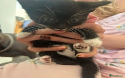 Mixed Breed cats for sale: Beautiful loving kittens - Image 9