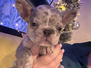 French Bulldog dogs French bulldog puppies - Advert 2