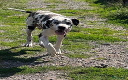 Great Dane dogs for sale: Great Dane Puppy 1 - ⭐️ kc reg Harliquin male looking for new home ⭐️ - Image 1
