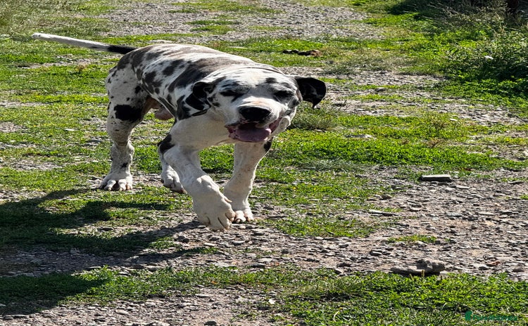 Great Dane dogs - Advert 2